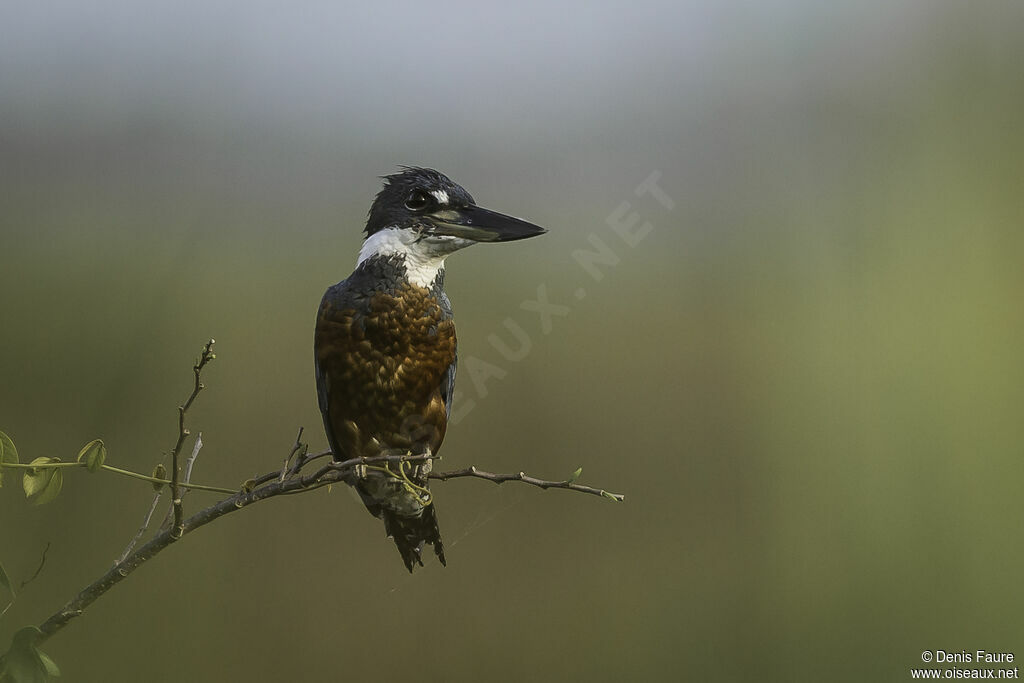 Ringed Kingfisher