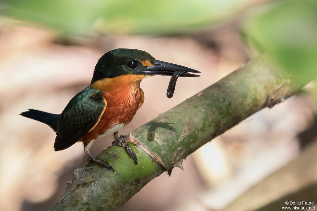 American Pygmy Kingfisheradult