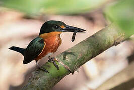 American Pygmy Kingfisher