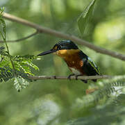 American Pygmy Kingfisher