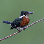 Green Kingfisher