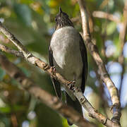 White-necked Thrush