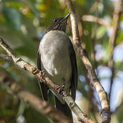 White-necked Thrush