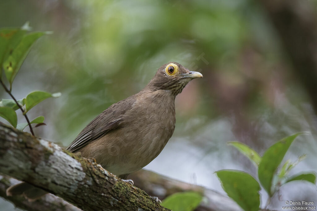 Spectacled Thrush