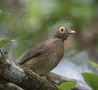 Spectacled Thrush