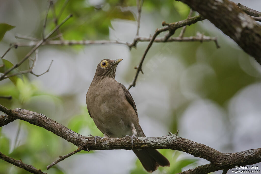 Spectacled Thrush