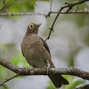 Spectacled Thrush