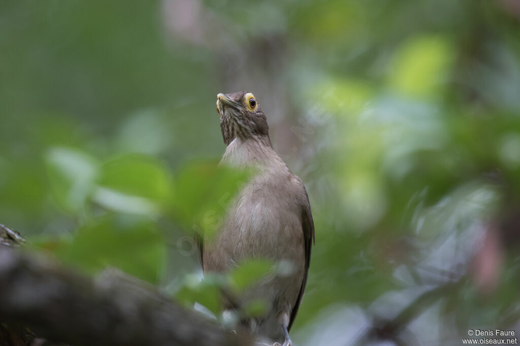 Spectacled Thrush