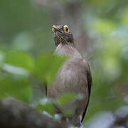 Spectacled Thrush