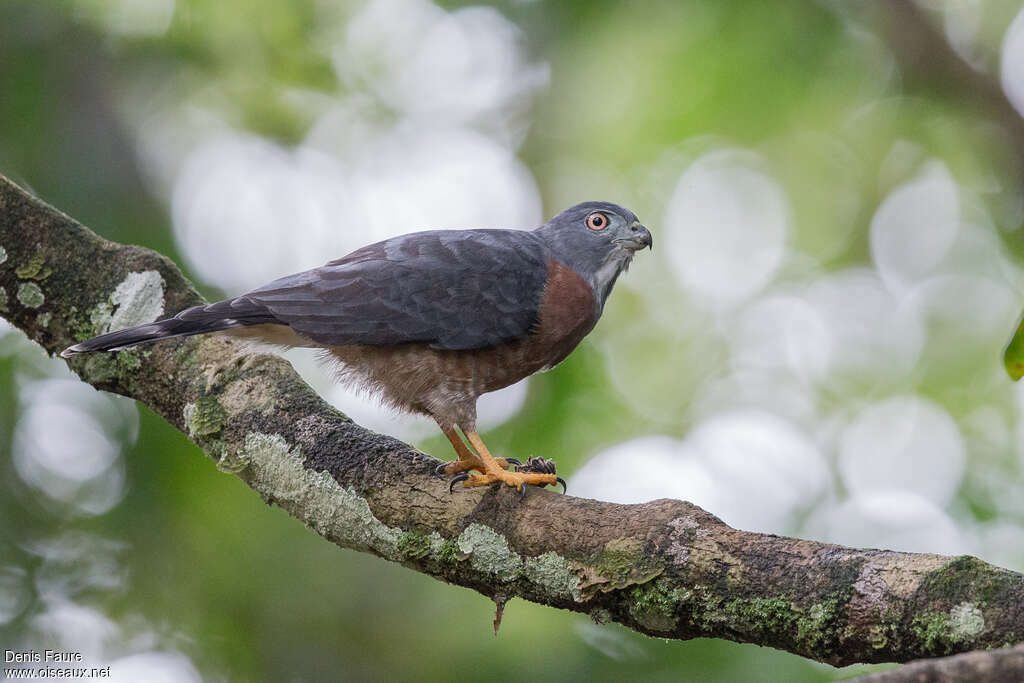 Double-toothed Kiteadult, identification