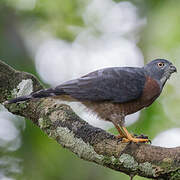 Double-toothed Kite