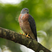 Double-toothed Kite