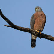 Double-toothed Kite