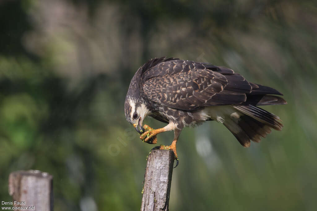 Snail Kite female, eats