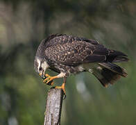 Snail Kite