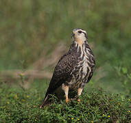 Snail Kite