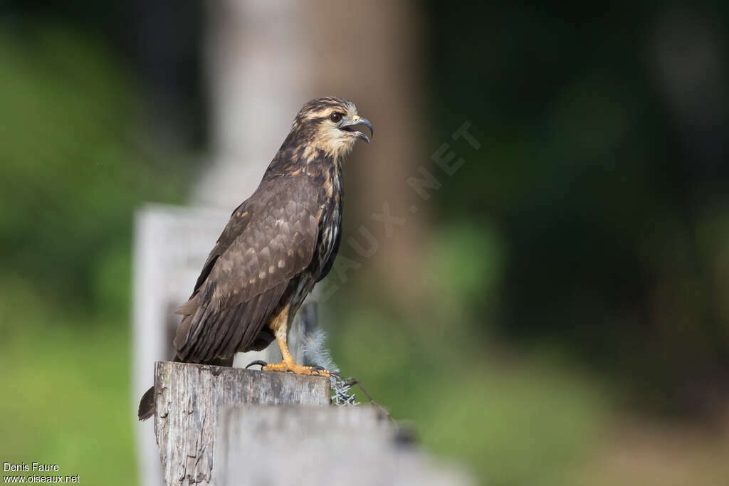 Snail Kite female adult, identification