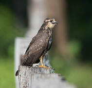 Snail Kite