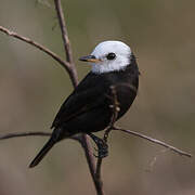 White-headed Marsh Tyrant