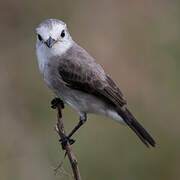 White-headed Marsh Tyrant