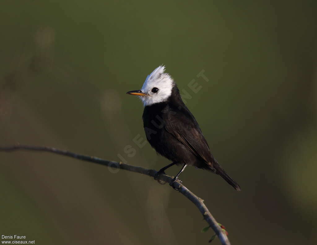 White-headed Marsh Tyrant male adult, identification