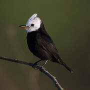 White-headed Marsh Tyrant