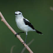 Pied Water Tyrant