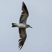 Laughing Gull