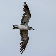 Mouette atricille