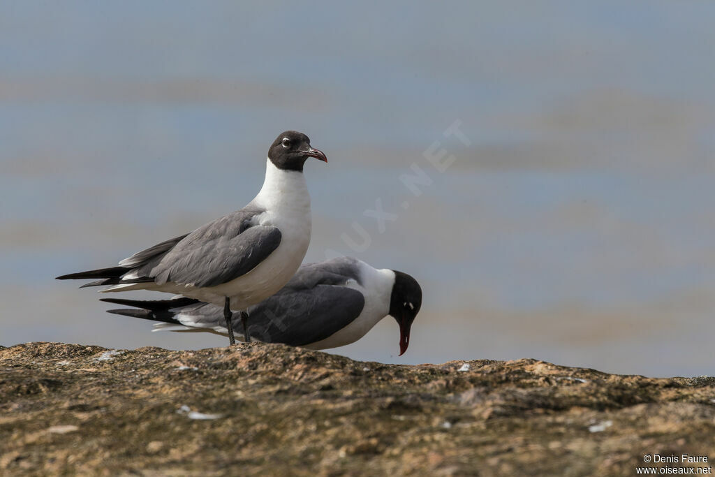 Laughing Gull