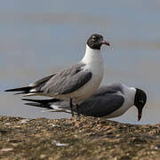 Laughing Gull