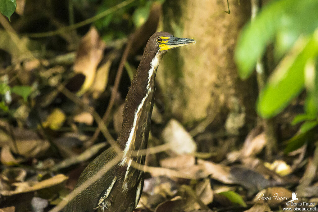 Fasciated Tiger Heronadult, walking