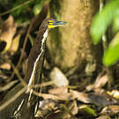 Onoré fascié