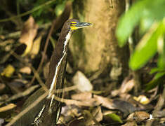 Fasciated Tiger Heron