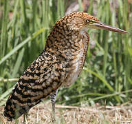 Rufescent Tiger Heron