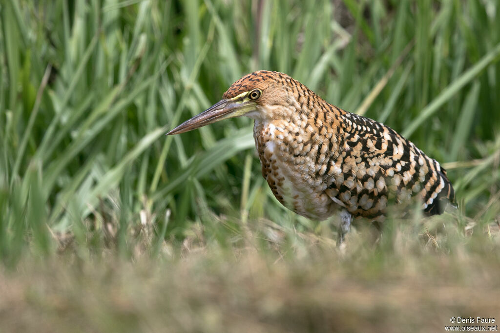 Onoré rayéimmature