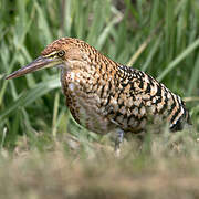 Rufescent Tiger Heron