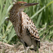 Rufescent Tiger Heron