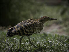 Rufescent Tiger Heron