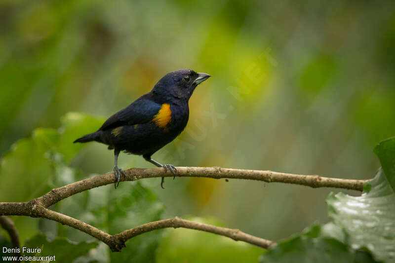 Golden-sided Euphonia male adult, identification