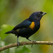 Golden-sided Euphonia