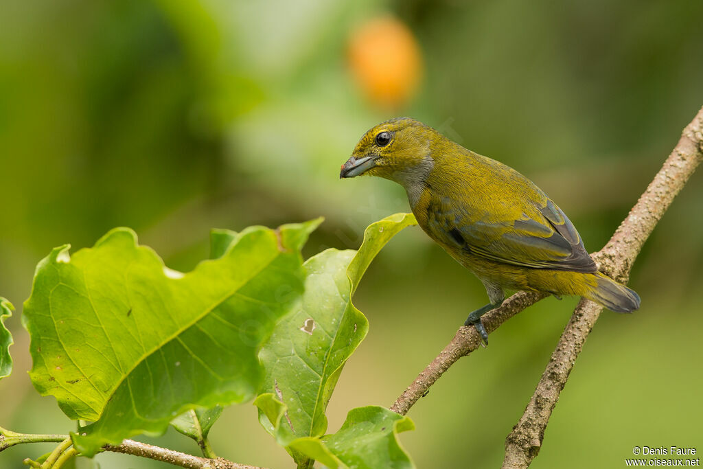 Golden-sided Euphonia female adult