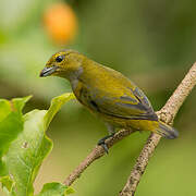 Golden-sided Euphonia