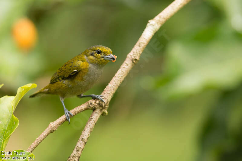 Golden-sided Euphonia female adult