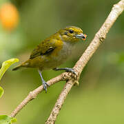 Golden-sided Euphonia