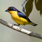 Violaceous Euphonia