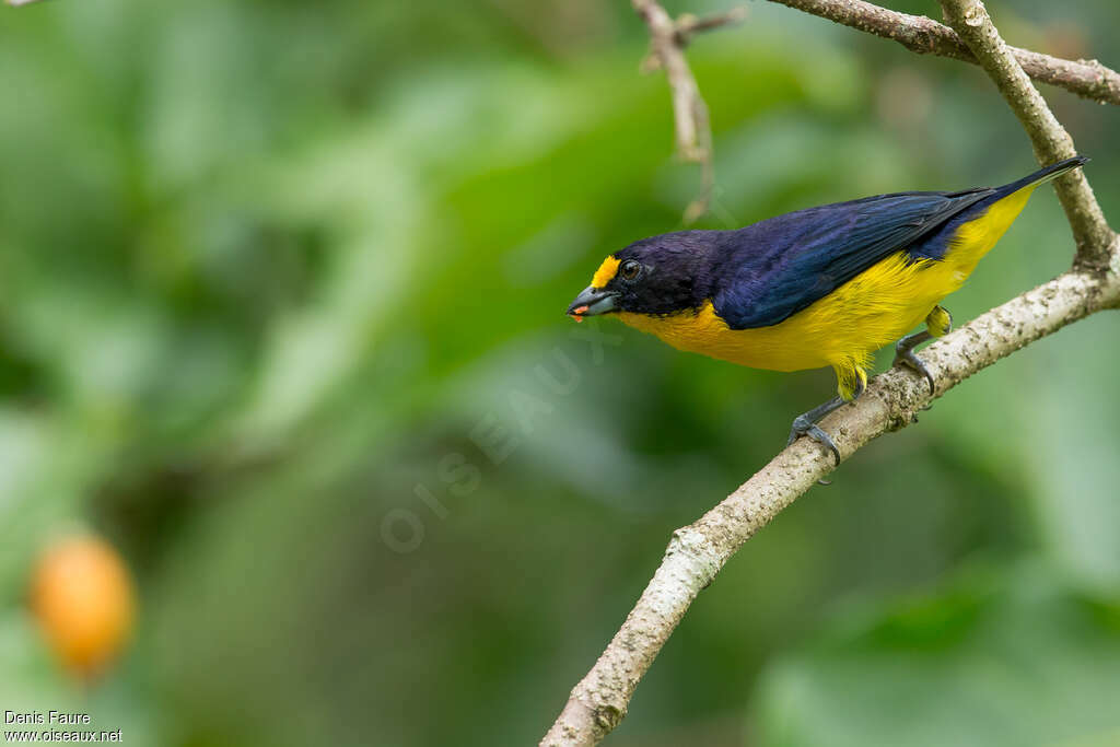 Violaceous Euphonia male adult, feeding habits