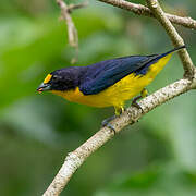 Violaceous Euphonia