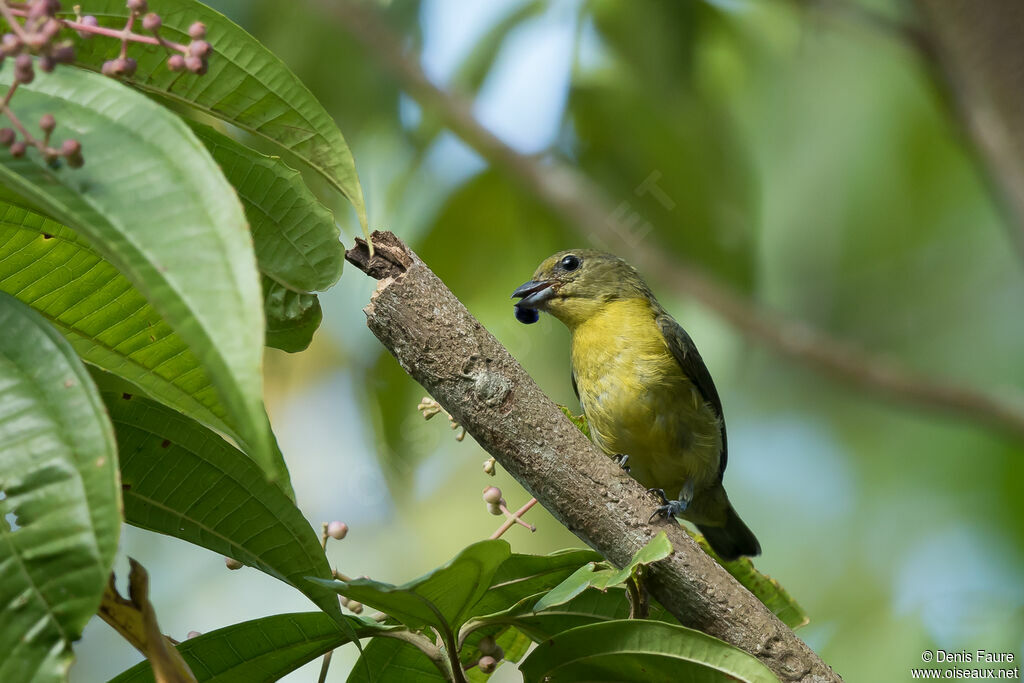 Violaceous Euphonia female adult