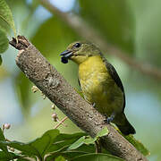 Violaceous Euphonia